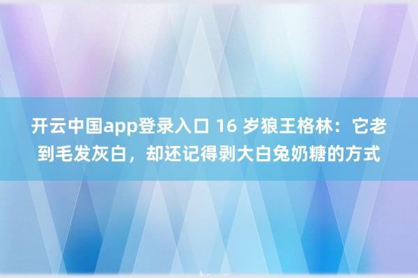 开云中国app登录入口 16 岁狼王格林:它老到毛发灰白,却还记得剥大白兔奶糖的方式